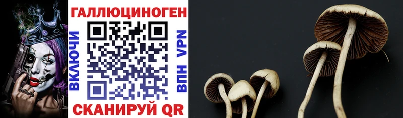Галлюциногенные грибы Cubensis Касимов
